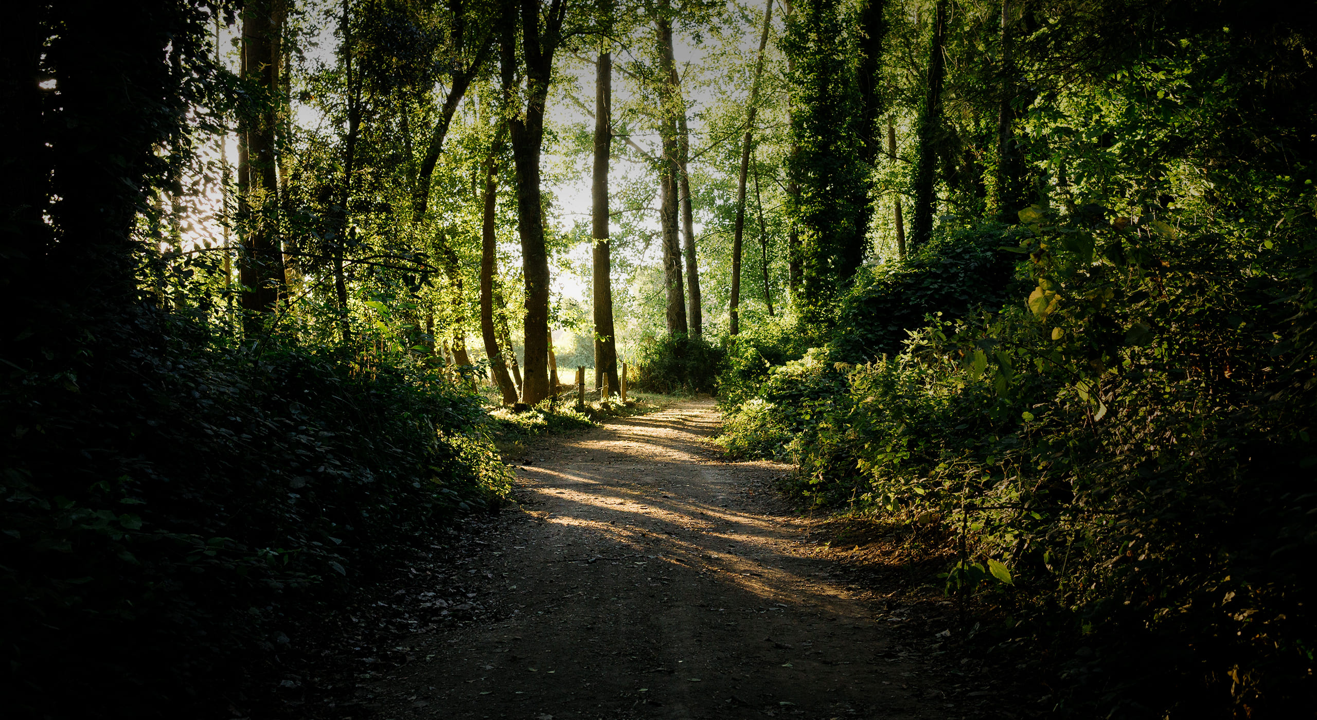 Floresta espanhola cobre 36% do país, tal como em Portugal