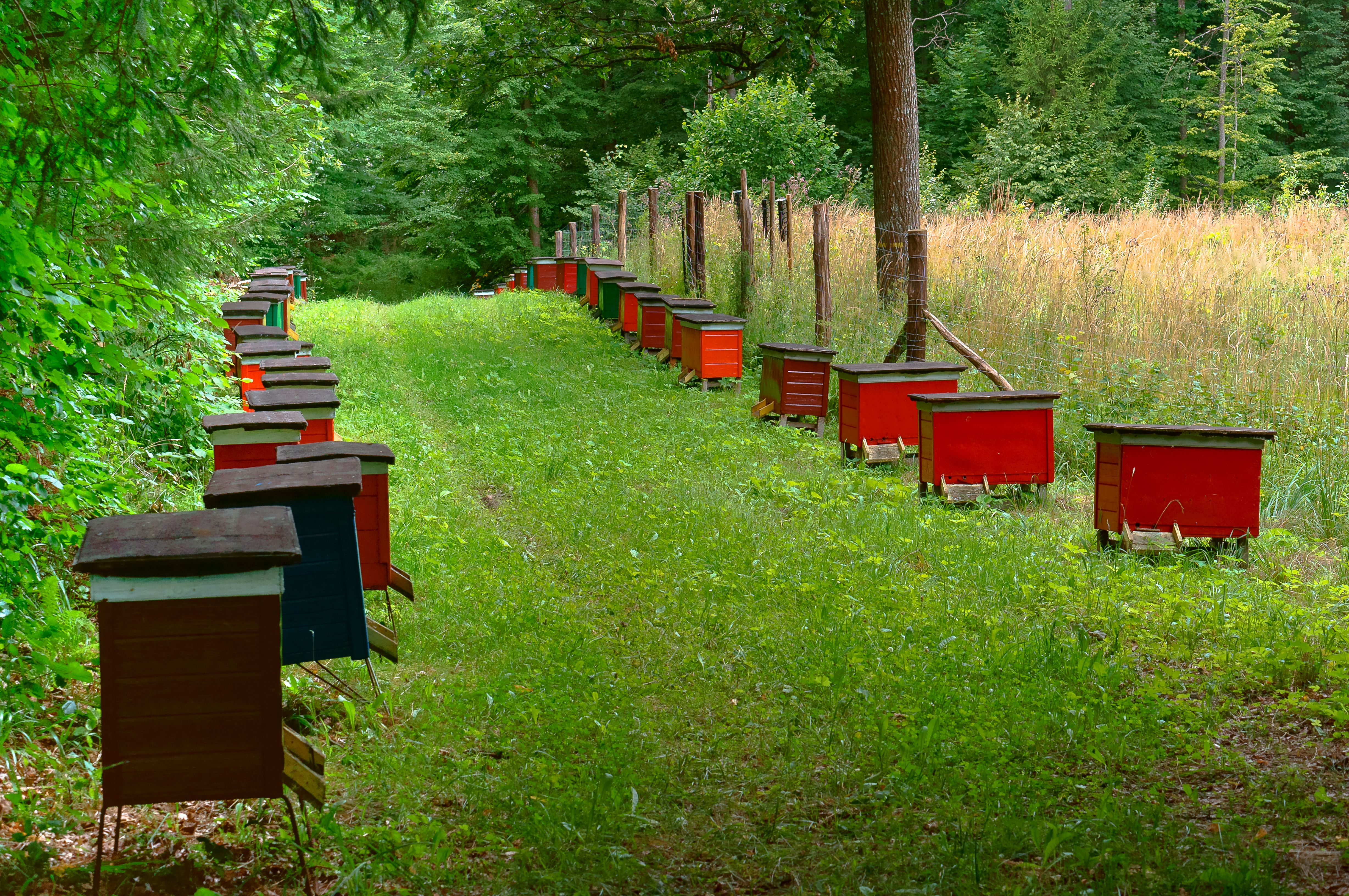 Мед из Чернобыльской зоны признали безопасным для употребления