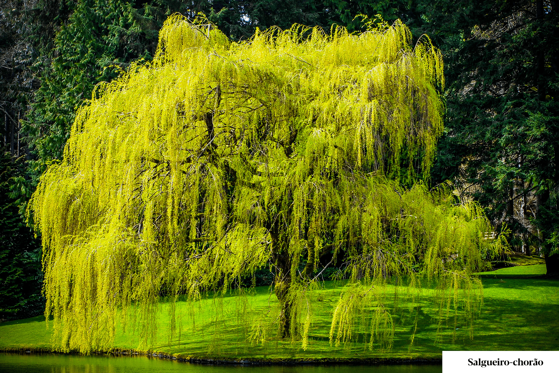 Ива плакучая тристис. Ива плакучая кореновск. Плакучая ива у реки. Ивушка плакучая в каком городе снимался. Ивы ивы ивушки тополя зелёные.