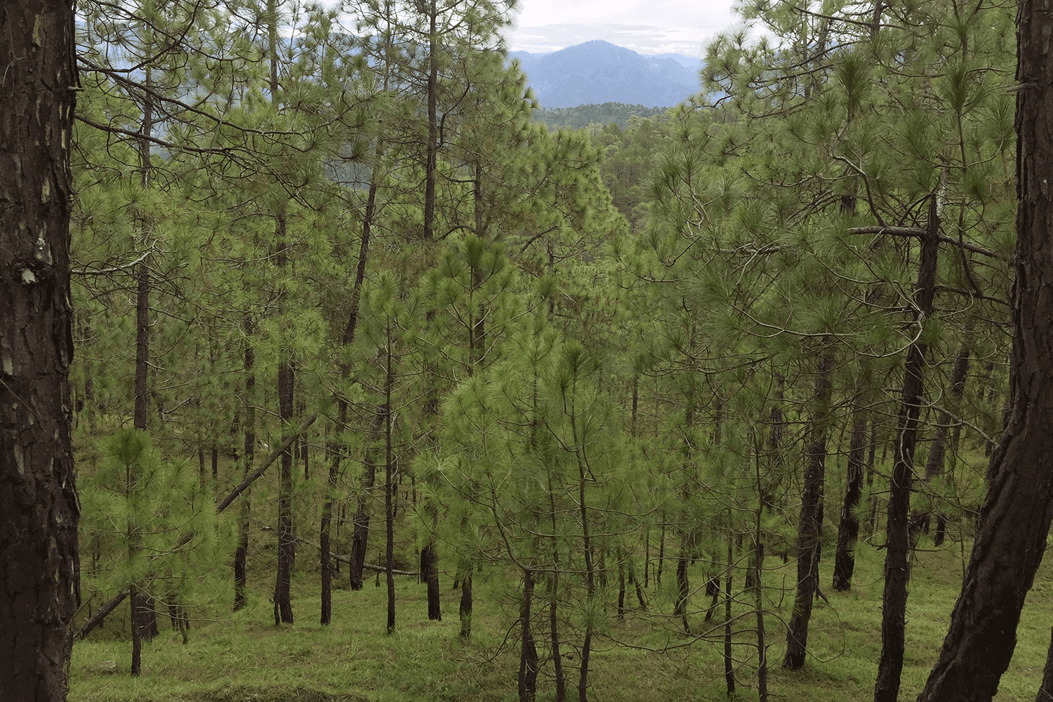 Floresta espanhola cobre 36% do país, tal como em Portugal