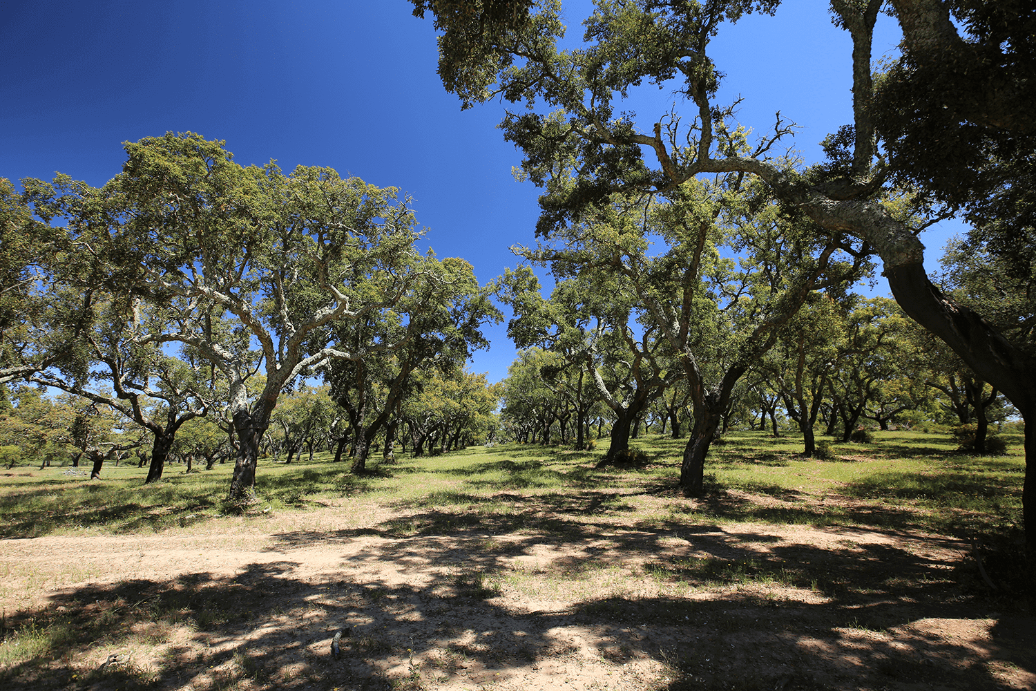 Floresta espanhola cobre 36% do país, tal como em Portugal