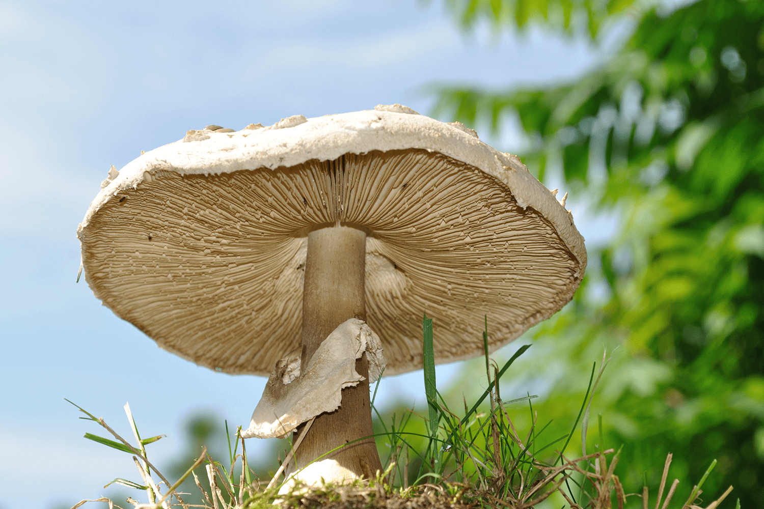 Macrolepiota Procera