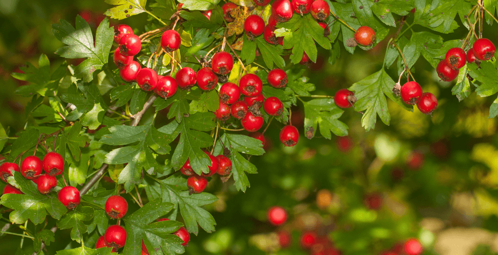 Pilriteiro (Crataegus monogyna)