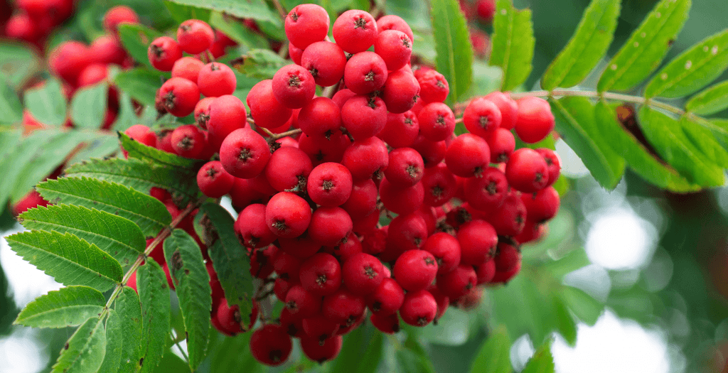 Tramazeira (Sorbus aucuparia)