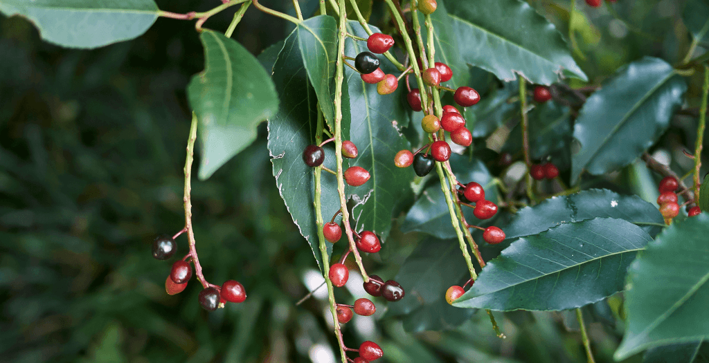 Azereiro (Prunus lusitanica)