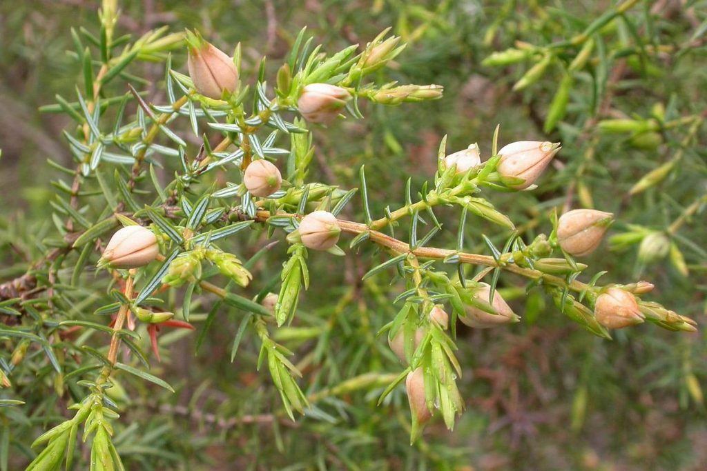 Juniperus navicularis