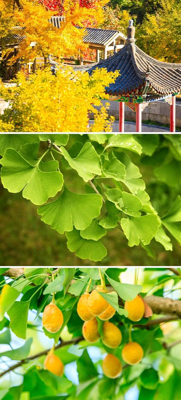 imagem-interior-vertical_Arvores-com-historia_3_VF