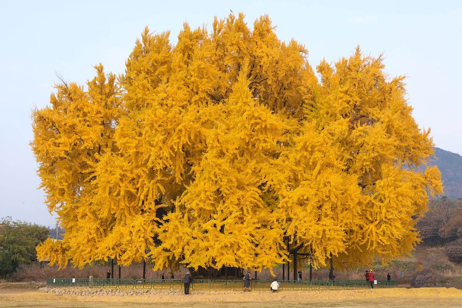 imagem-interior_Arvores-com-historia_1_VF