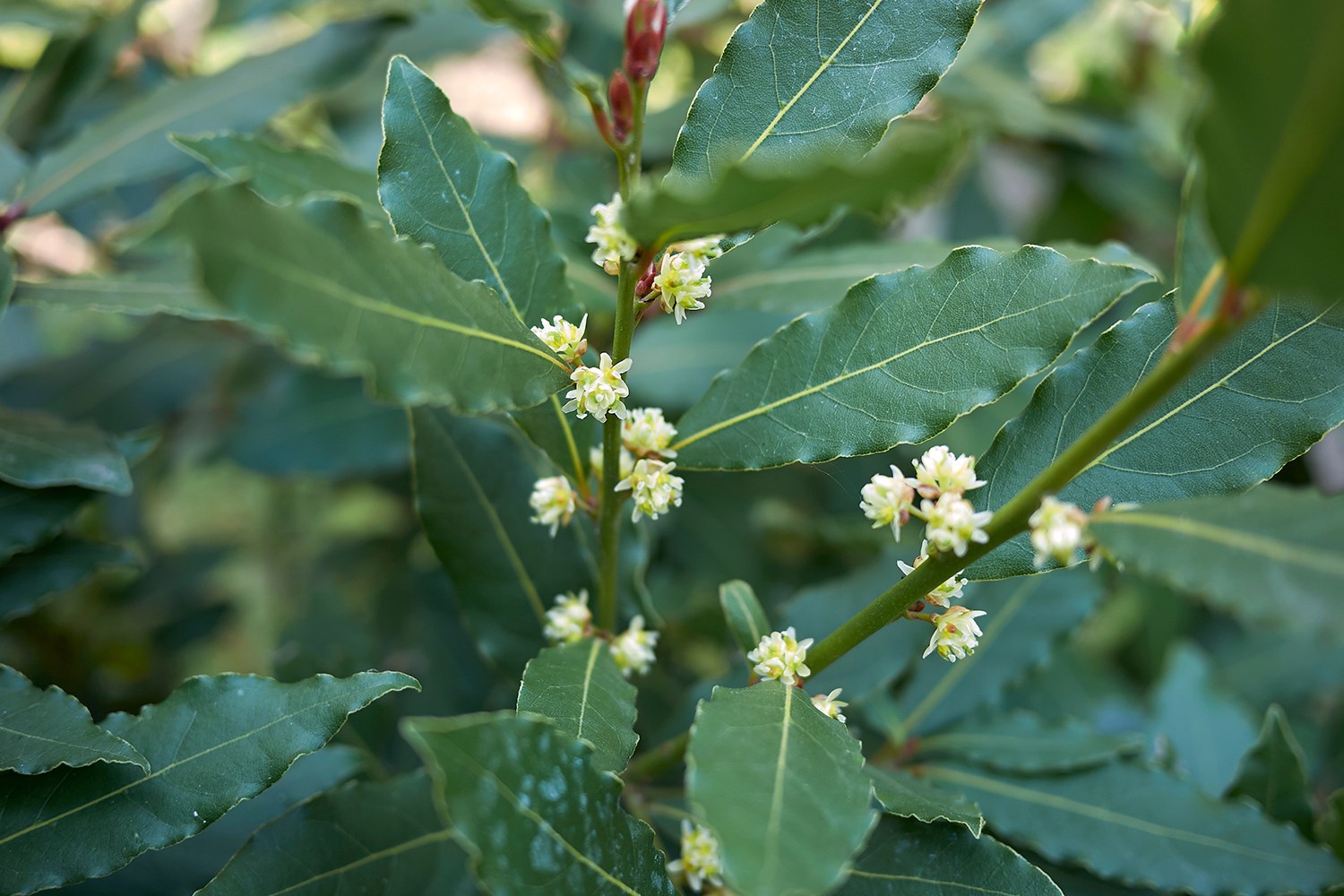 loureiro-nobre-arom-tico-e-sempre-verde-florestas