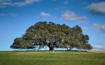 Oliveira mais antiga de Portugal nasceu há 3350 anos, Árvores