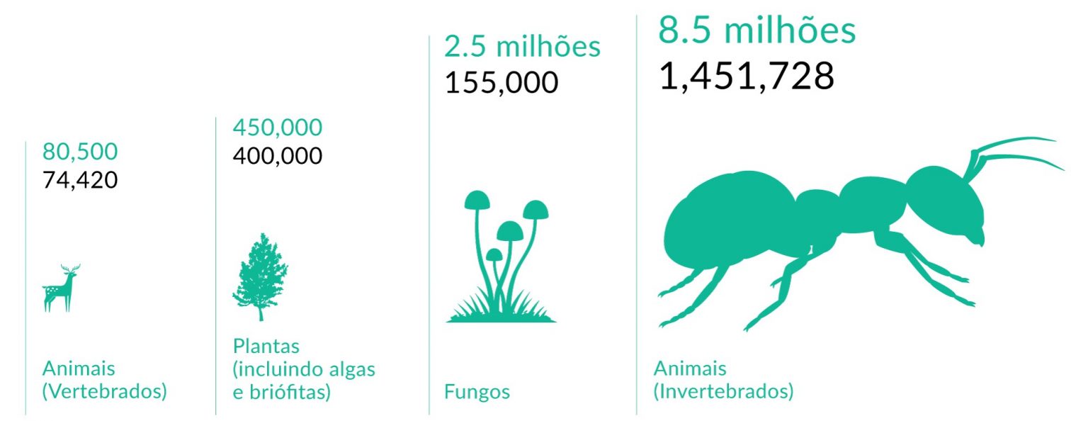 Quantas espécies de plantas há no mundo? Florestas