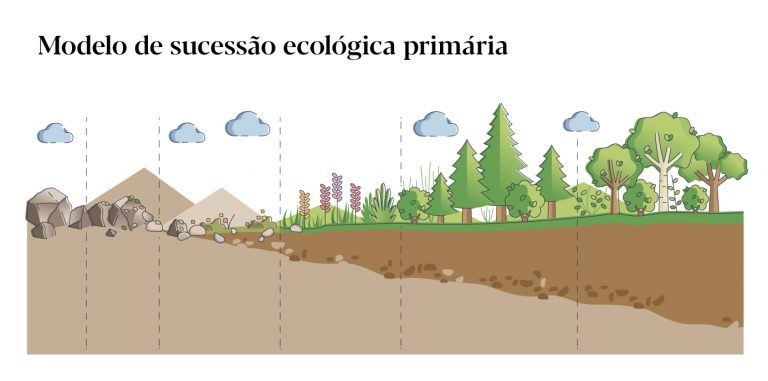O que é a sucessão ecológica? Florestas