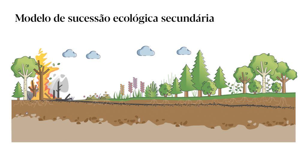 O que é a sucessão ecológica? Florestas