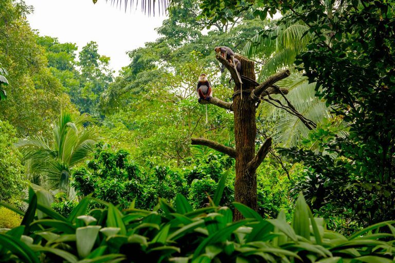 A floresta tropical é mais extensa e diversa do mundo Florestas