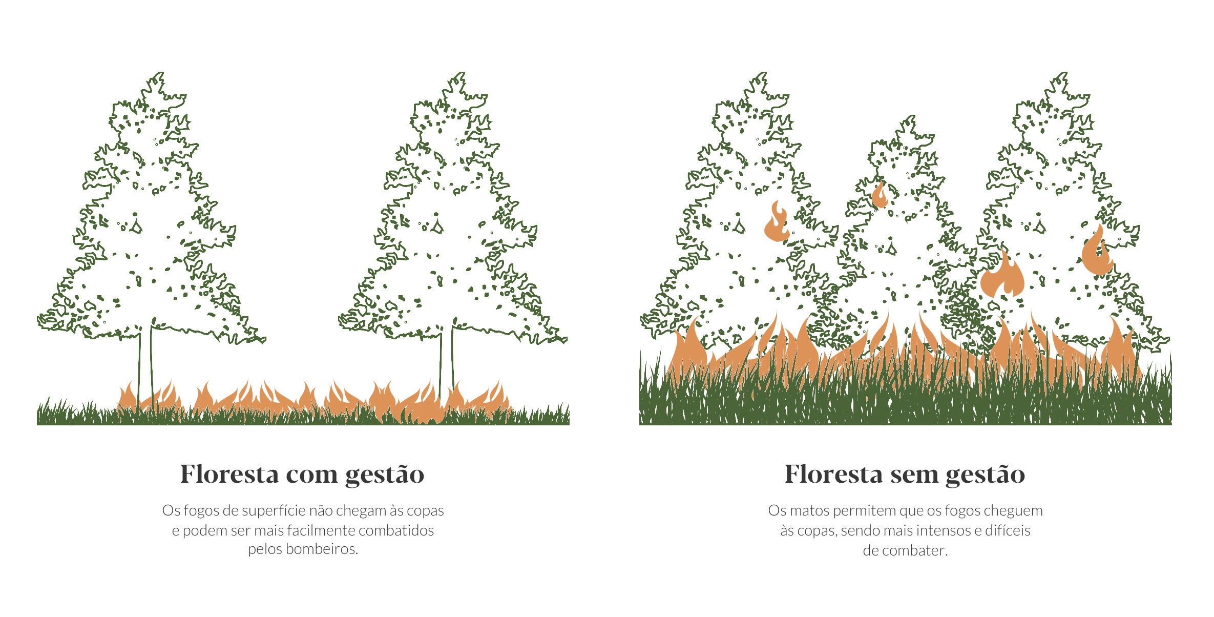 Floresta-com-gestão_mais_resistente_ao_fogo