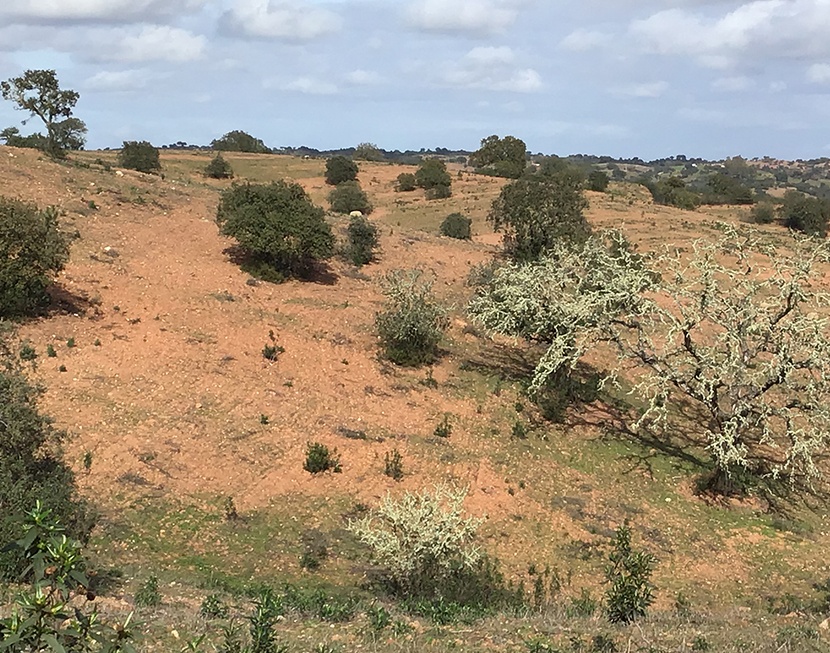 Solo_degradado_morte_do_montado_Serra_de_Mertola