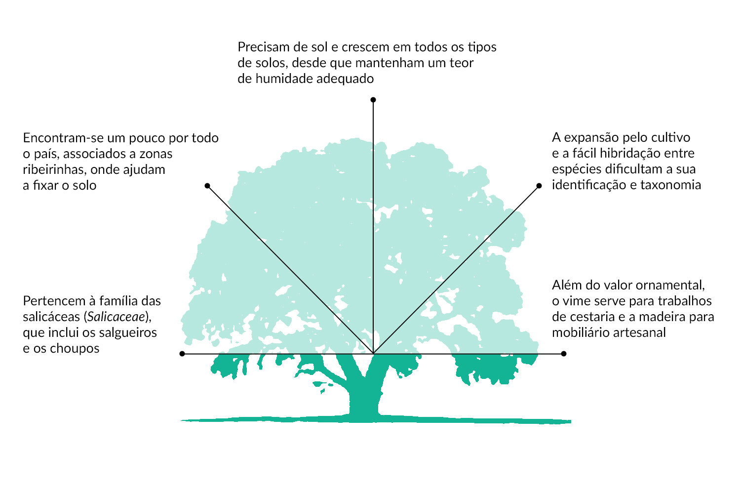 Interior_Horizontal_2_salgueiro