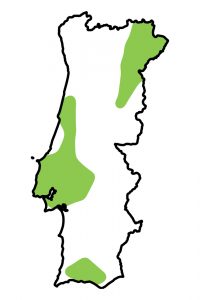 Interior_Horizontal_6_MAPA_Vimeiro_Brózio_salgueiro