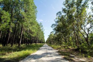 Interior_6_Floresta_Temperada