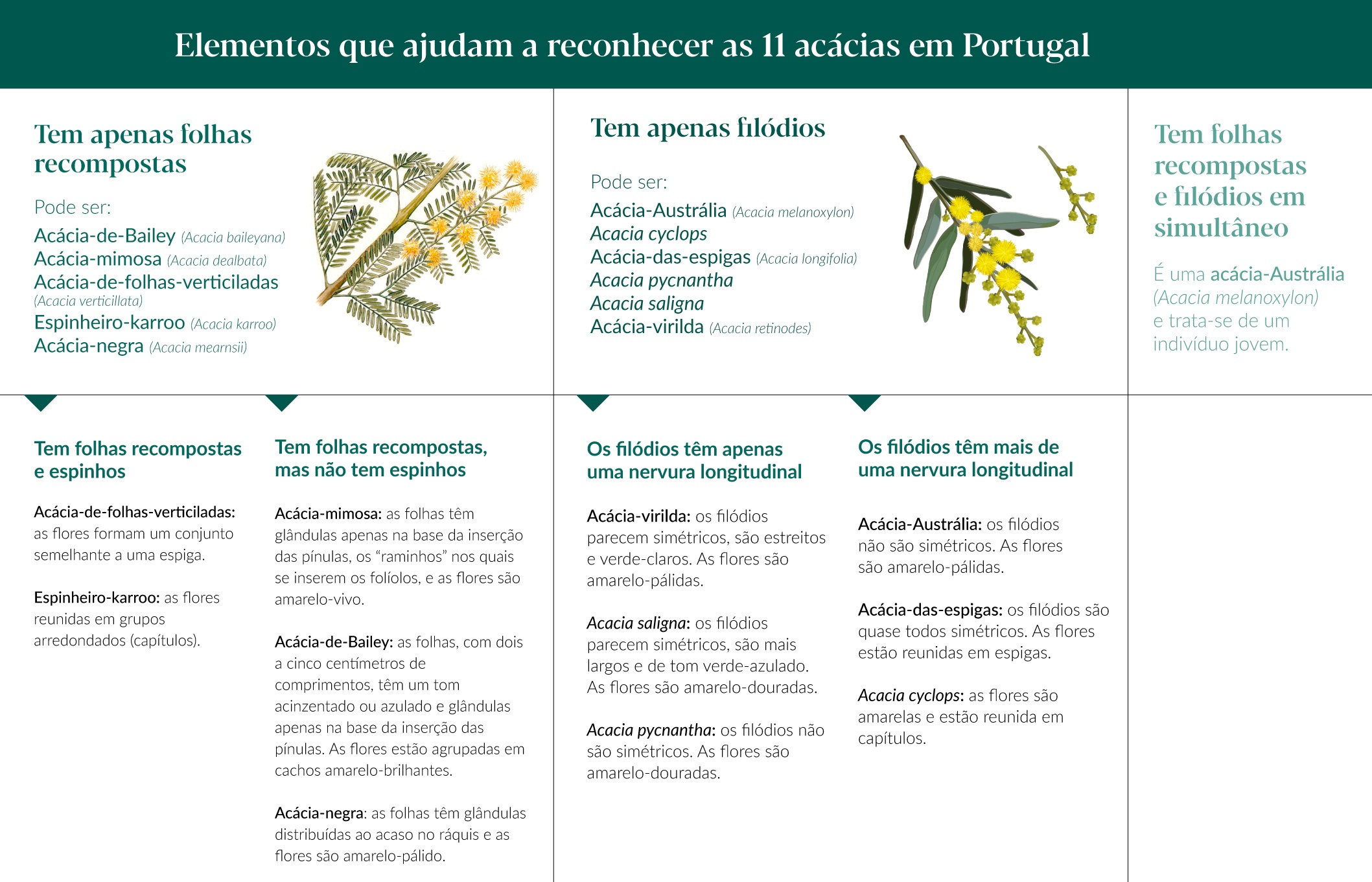 11 acacias invasoras Portugal - como reconher