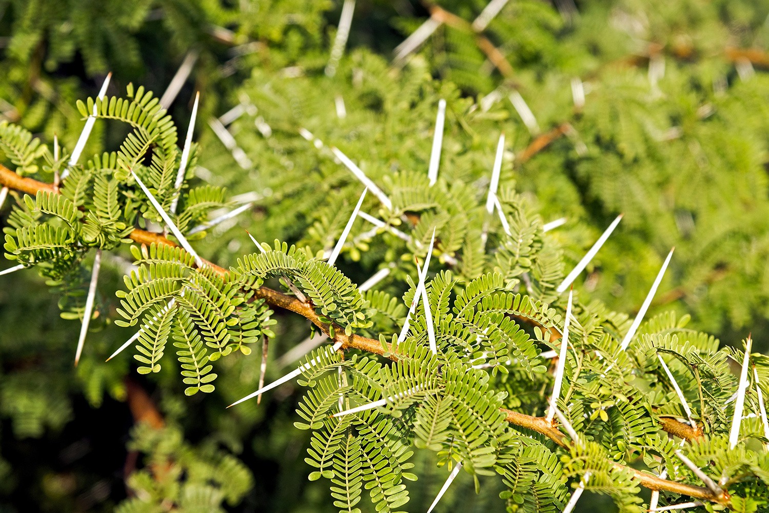 Acacia Karroo