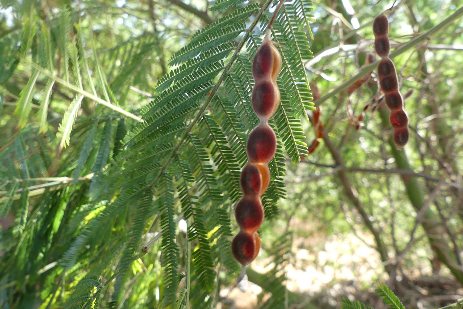 conhecer_acacia_interior_14