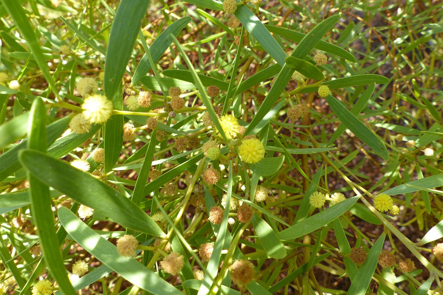 conhecer_acacia_interior_17