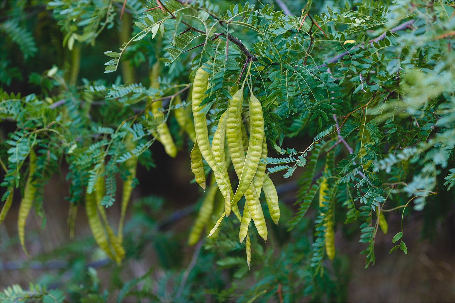 conhecer_acacia_interior_2