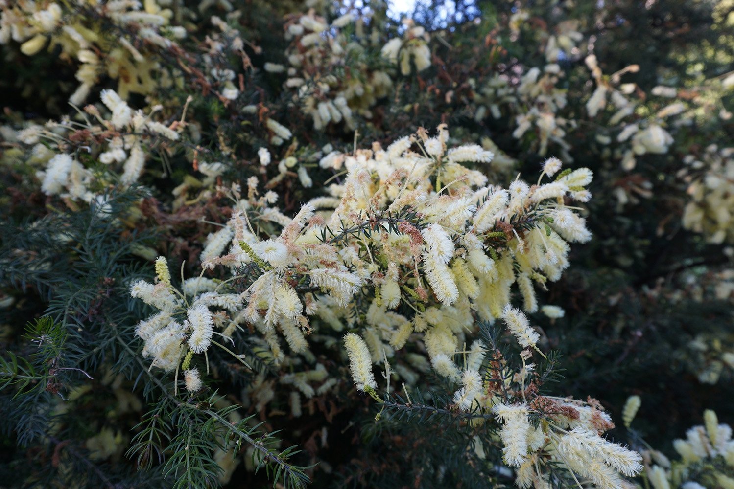 conhecer_acacia_interior_9