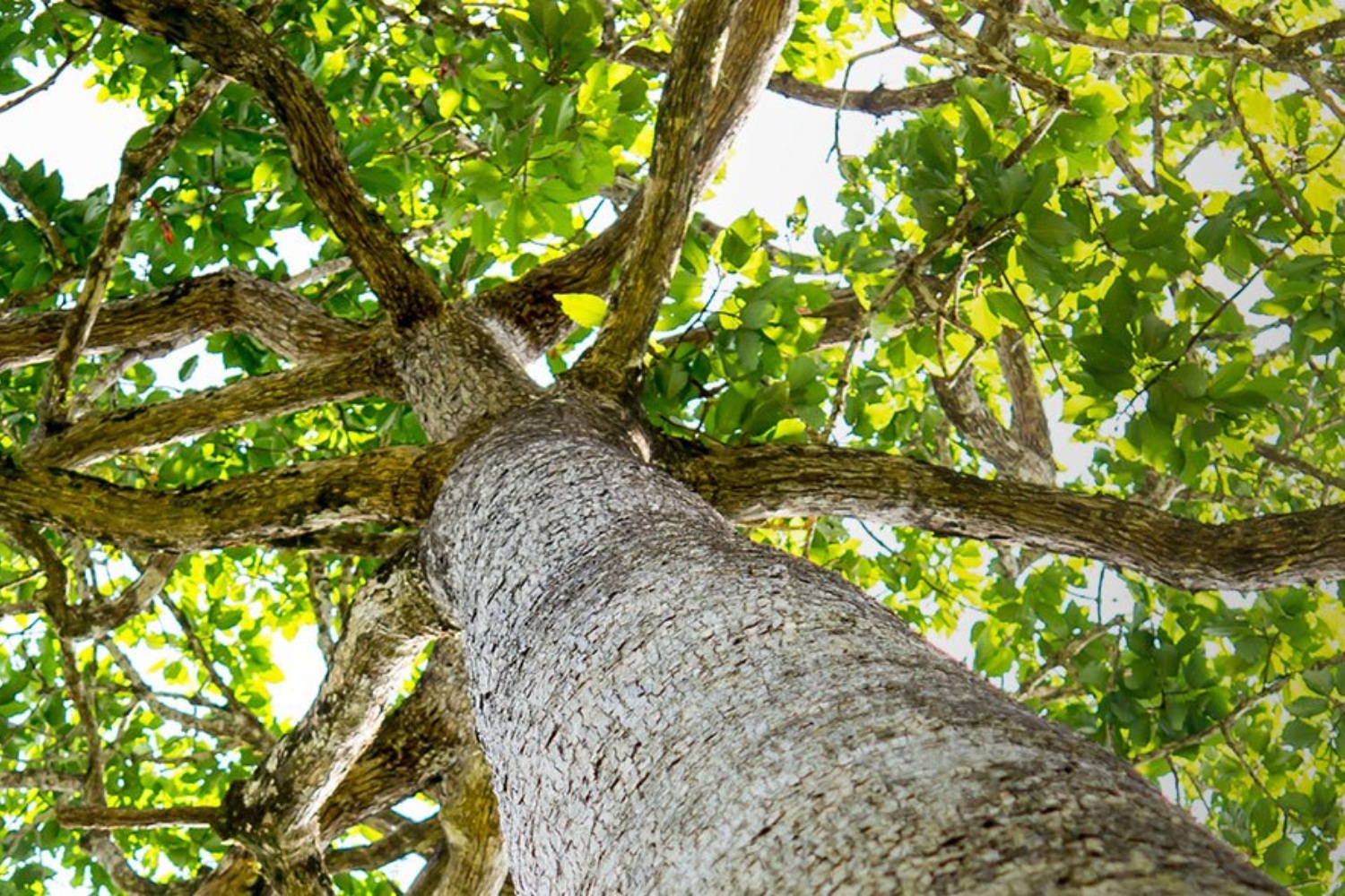 Florestas removem metano da atmosfera, revelou estudo científico