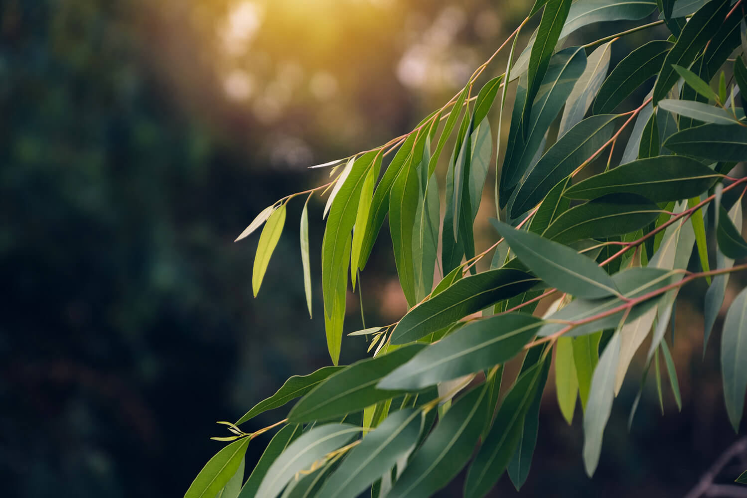 Eucalyptus globulus: aplicação inédita em embalagens de celulose moldada