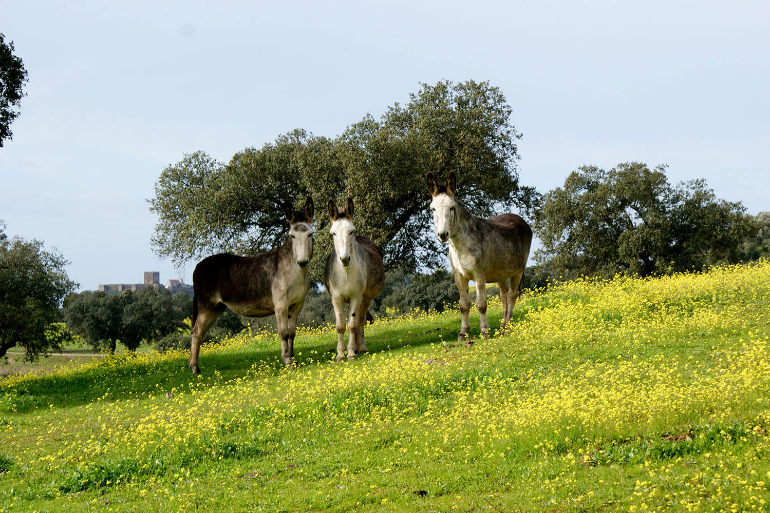 Parque Natureza de Noudar