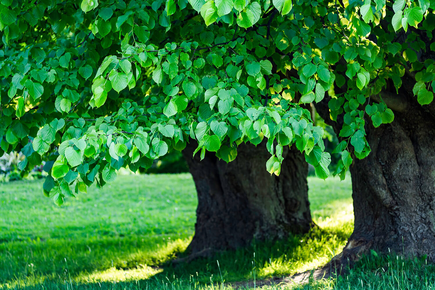 Tília-comum ou tília-europeia (Tilia x vulgaris)