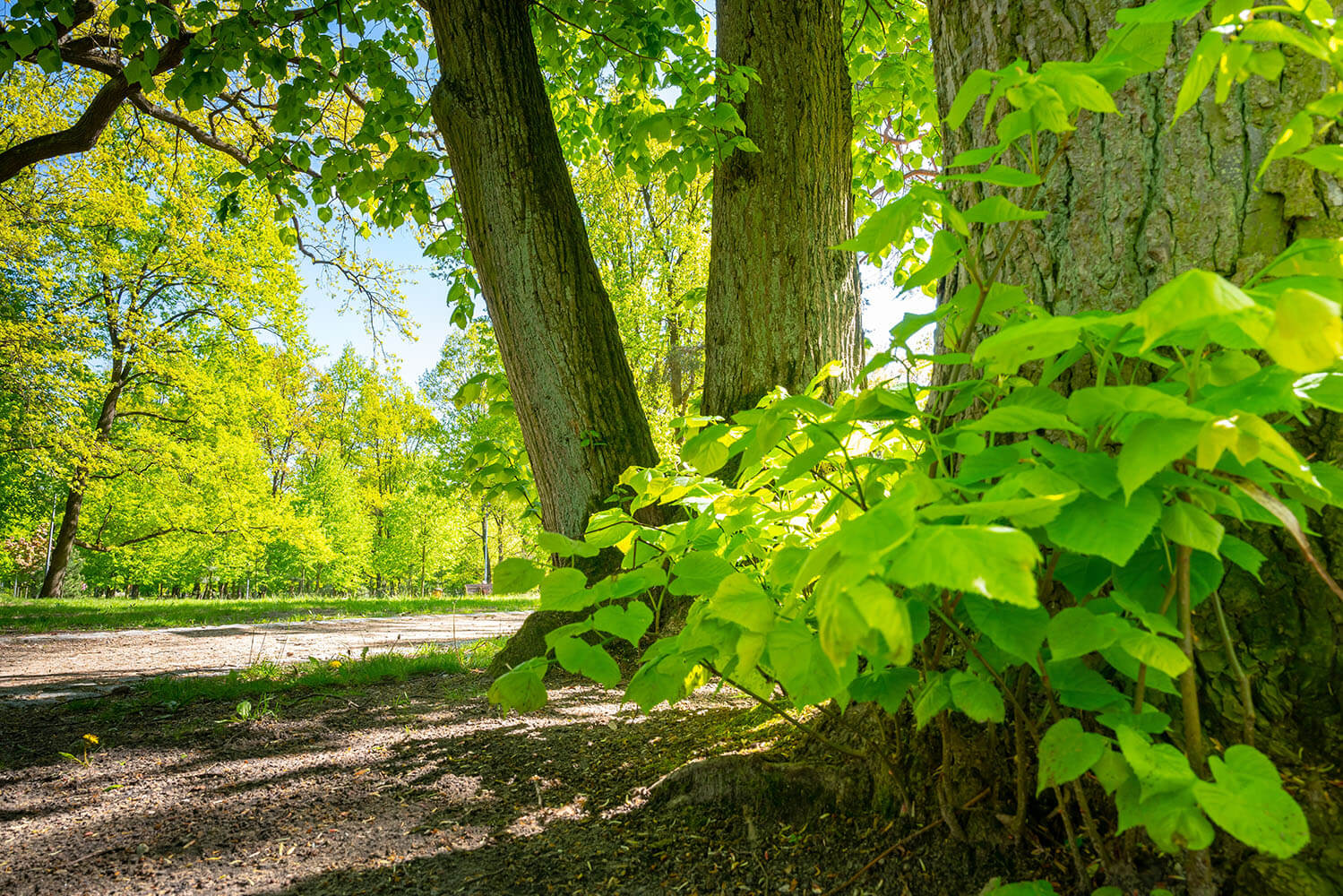 Tília-americana (Tilia americana)