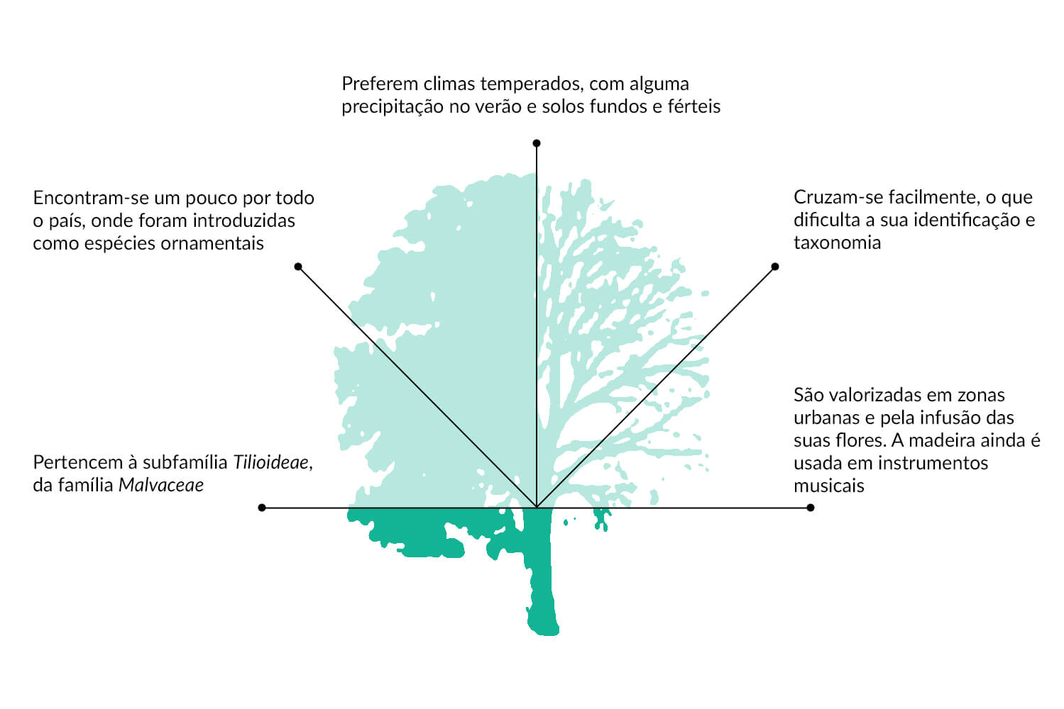 Tília: características das espécies em Portugal