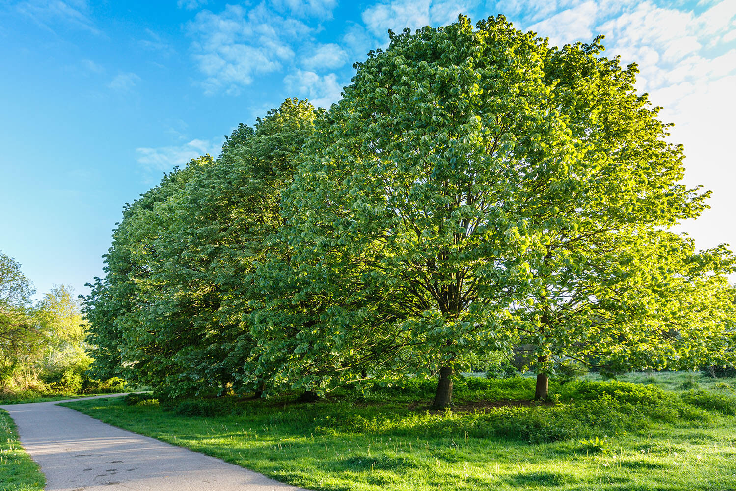 Tília-prateada (Tilia tomentosa)