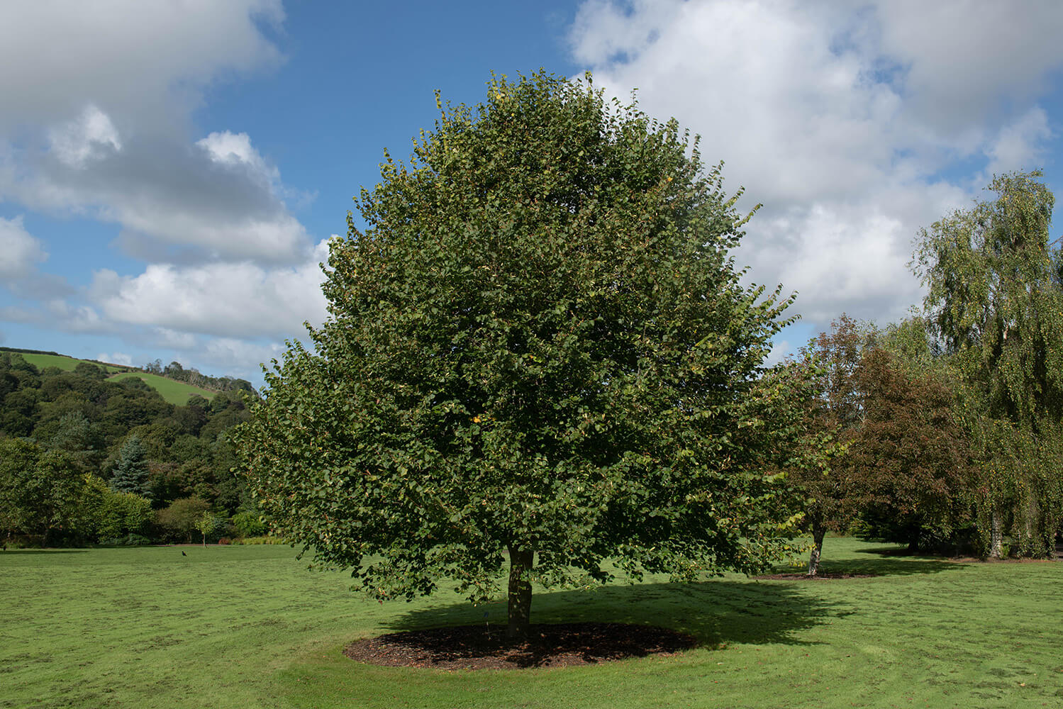 Tília-de-folhas-pequenas (Tilia cordata)