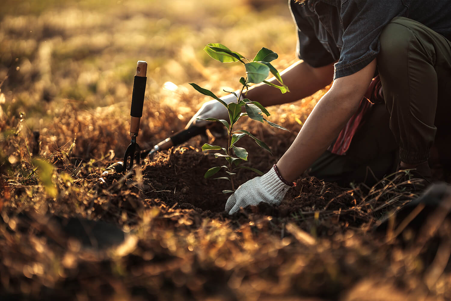 Cultivo de carbono florestal: reservatórios e créditos mais robustos