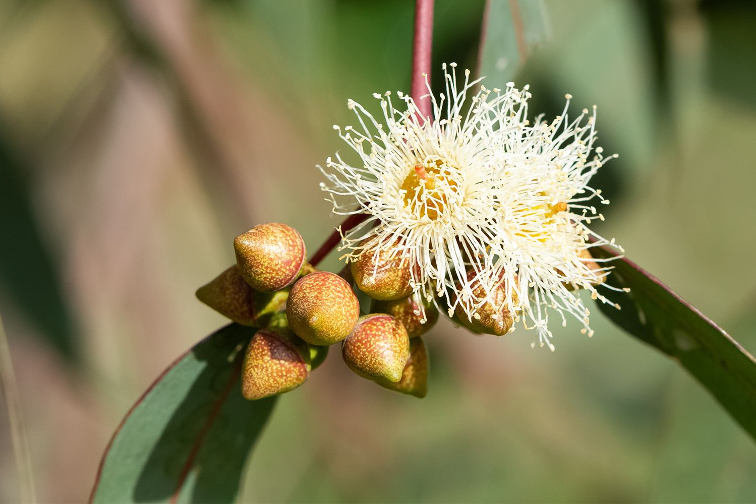 Botão e flor de eucalipto