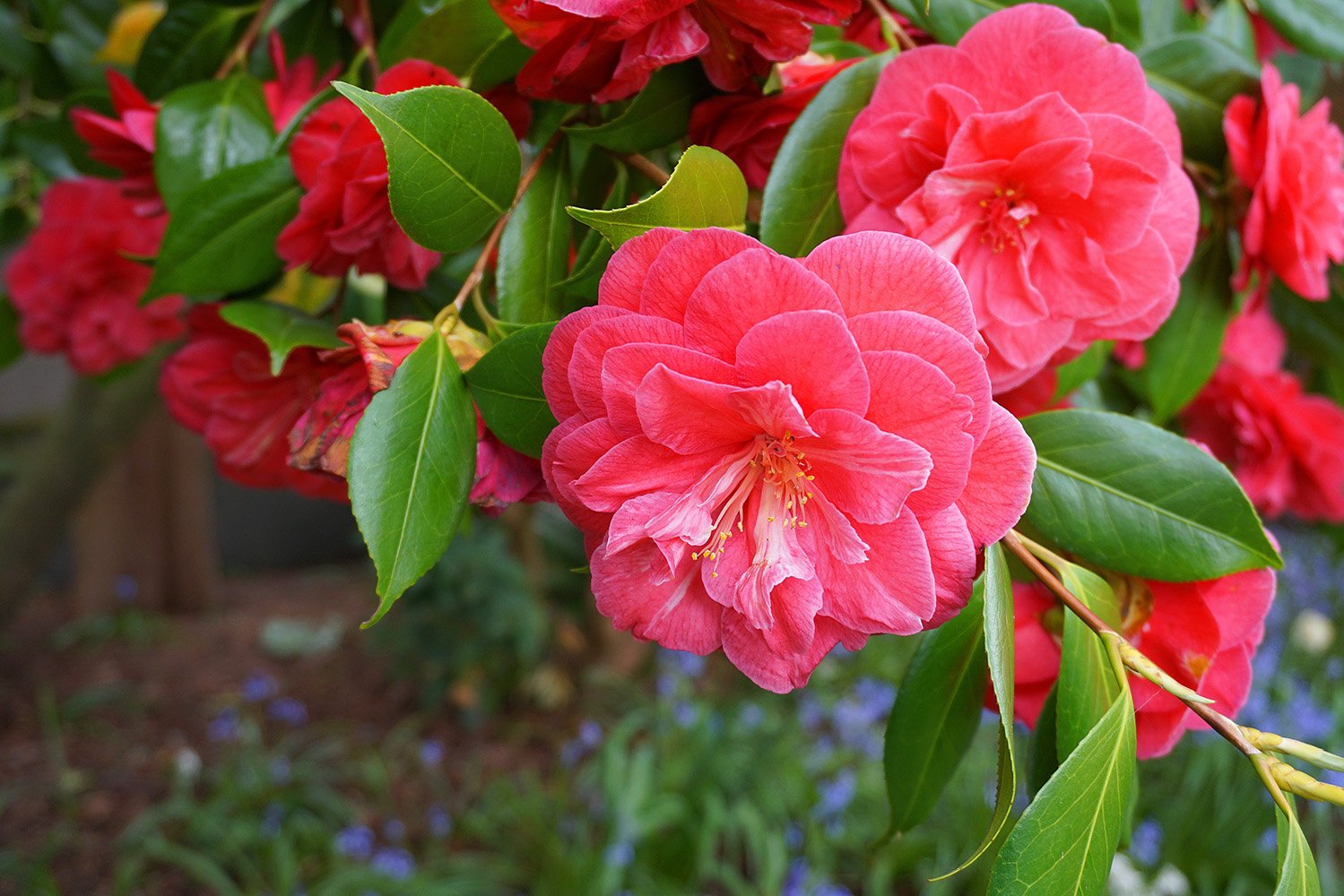 Flor de camélia