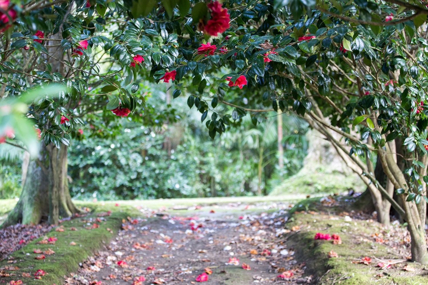 Camélias no Parque Terra Nostra, Açores