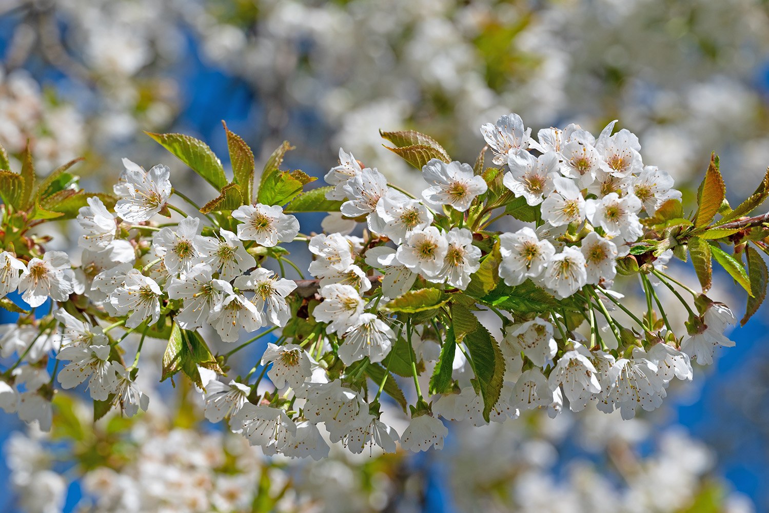 Cerejeira em flor