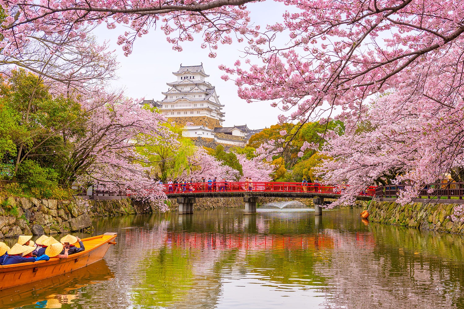 Cerejeiras em flor no Japão