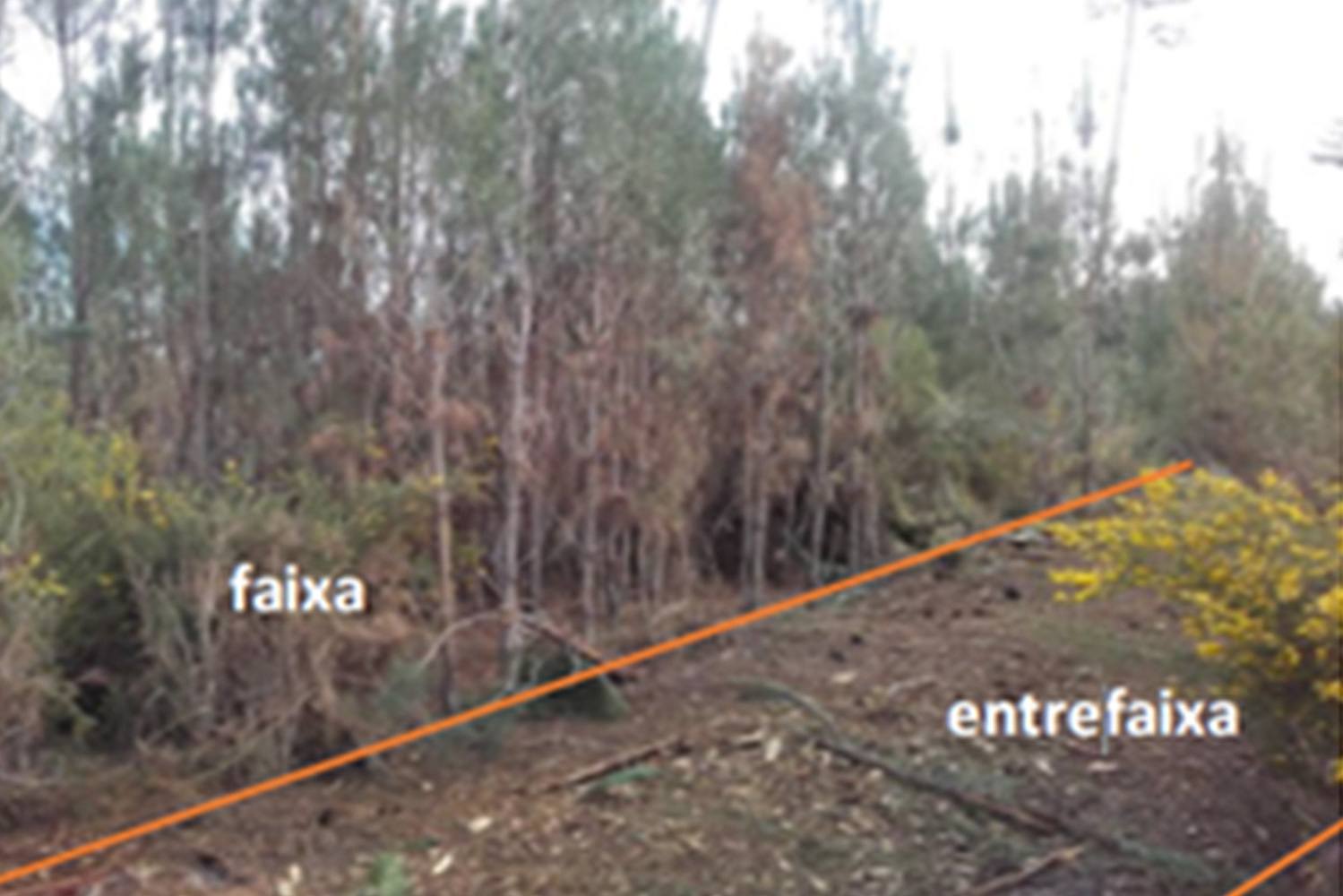 Replant testou modelos de gestão florestal