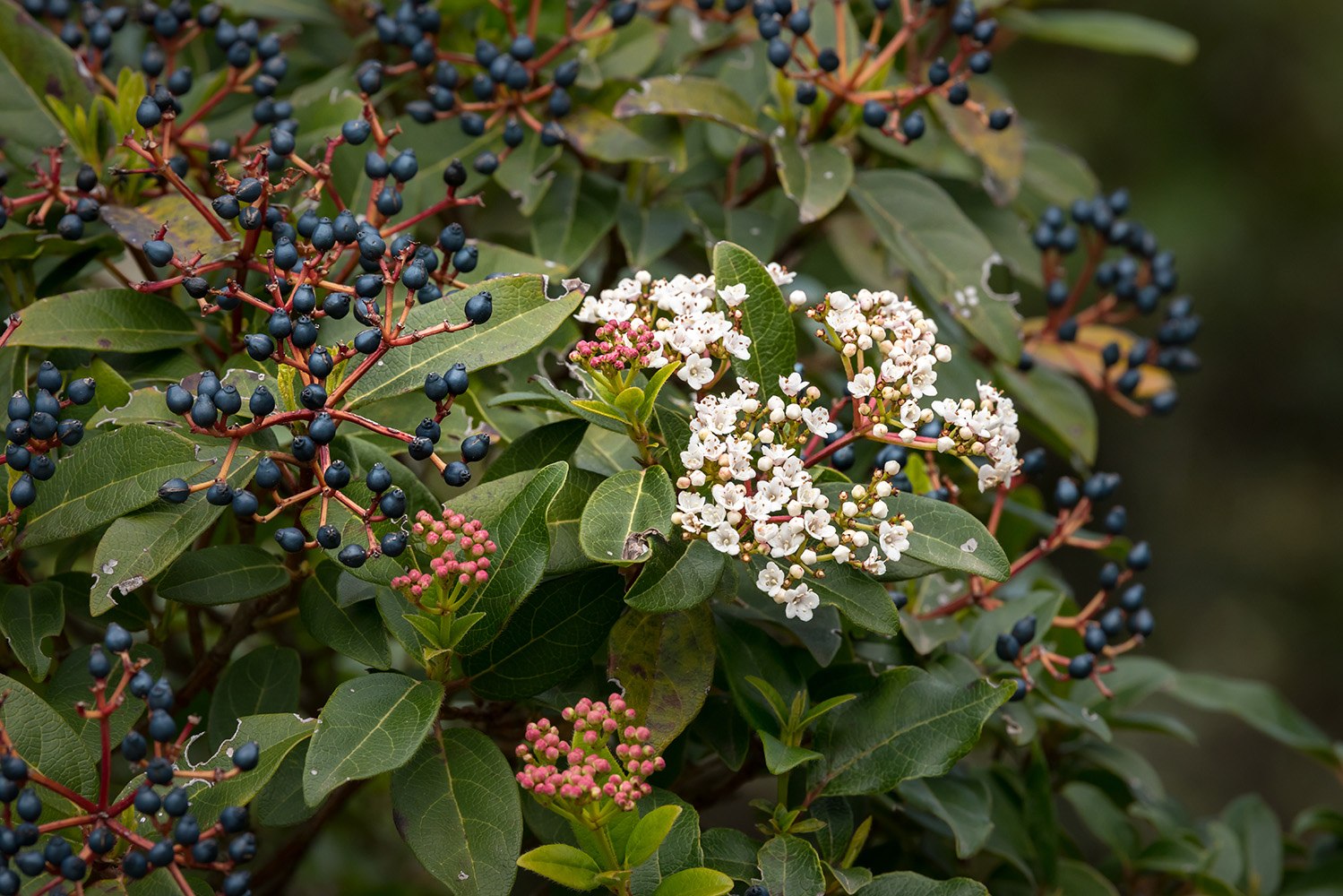 Folhado (Viburnum tinus) em flor