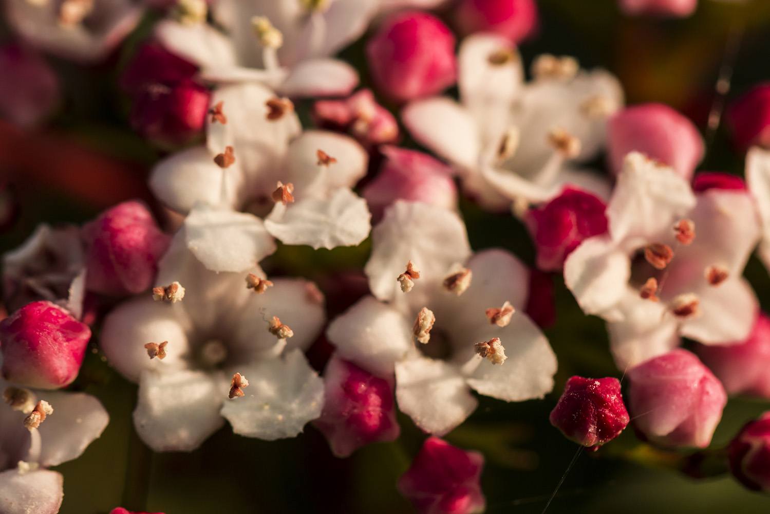 Flores do folhado