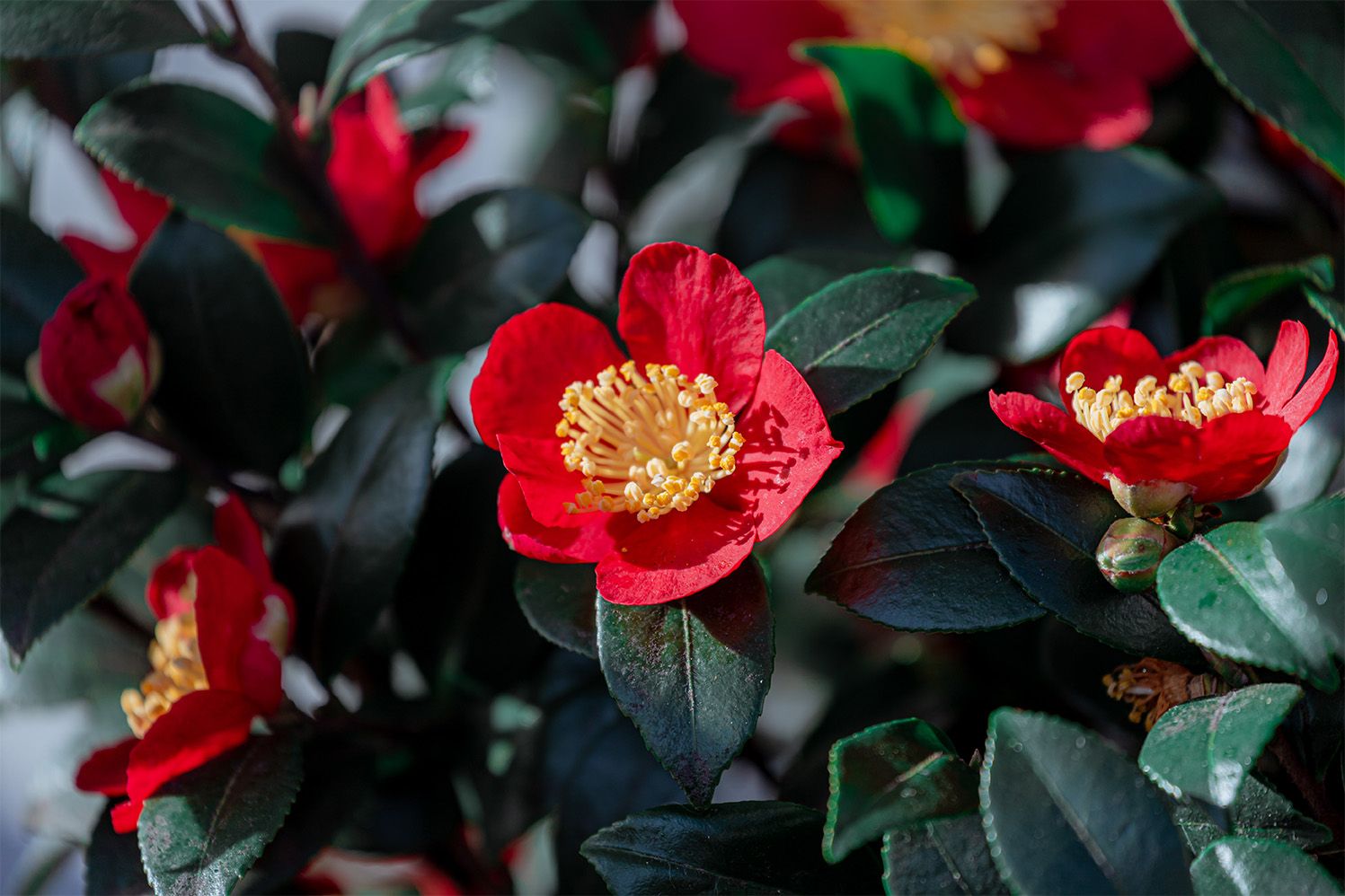 Flores de camélia japoneira