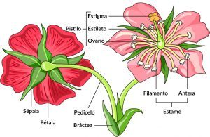 Partes da flor