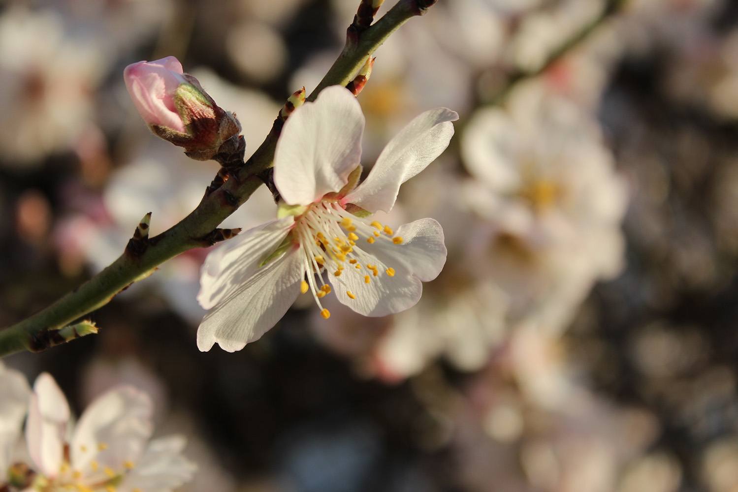 botão e flor de amendoeira