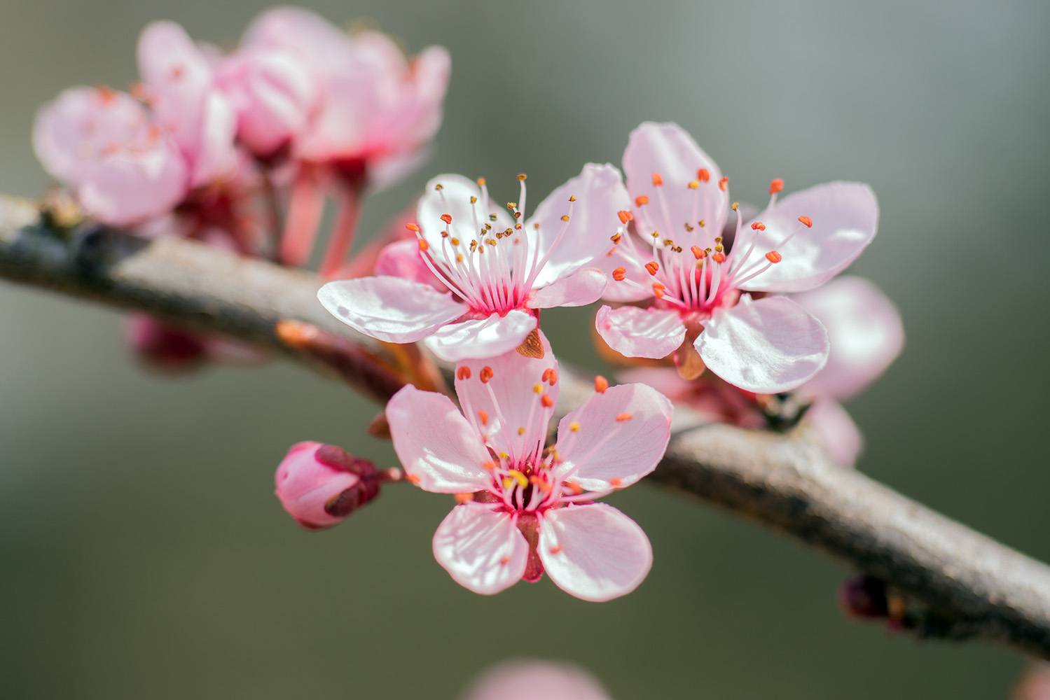 flor de amendoeira